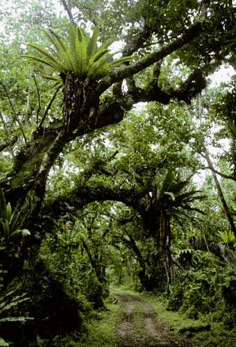 Прибрежный лес макатеа на острове Атиу.