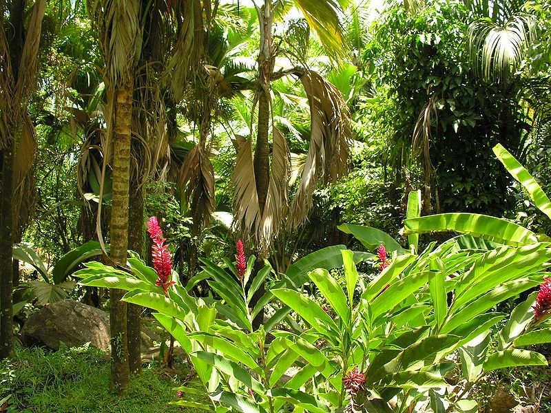 Влажный тропический лес