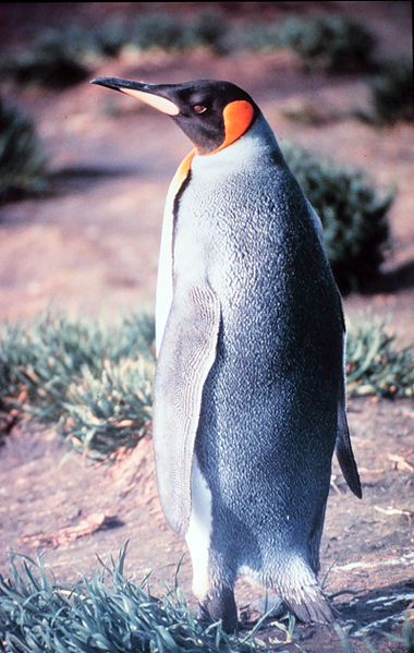Королевский пингвин на острове Херд