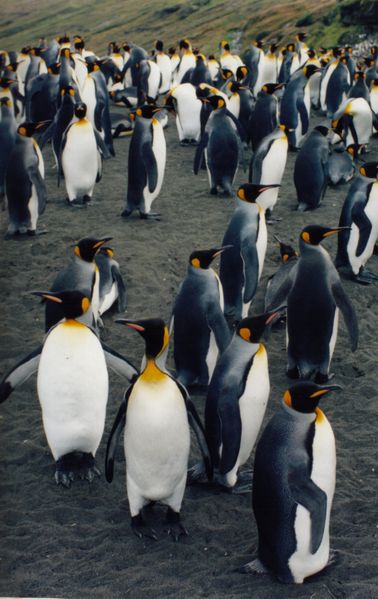 Королевские пингвины на островах Крозе