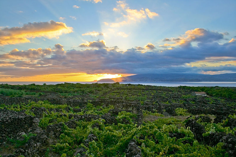 Ландшафт с виноградниками на острове Пику